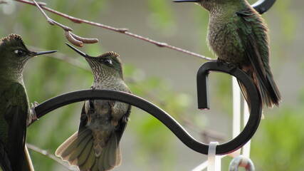 colibríes, casa, lago, volcán, montaña, playa, calle © Victor 