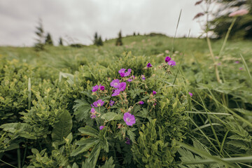 A purple flower on a plant