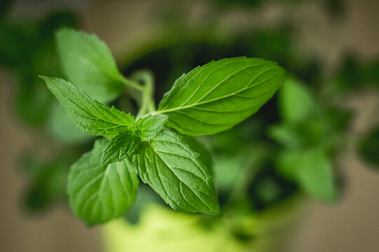 Simple minimalist photo of fresh mint branch with green leaves