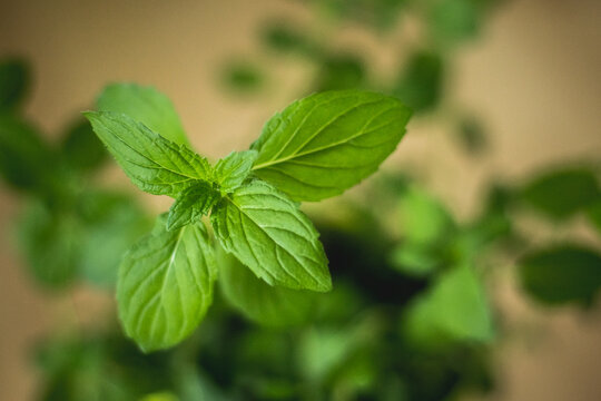 Simple minimalist photo of fresh mint branch with green leaves