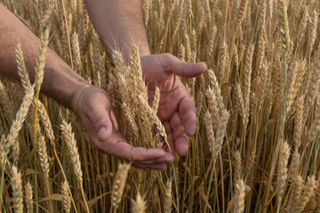 man's hands grab an ear of wheat in a field with ripe harvest. Take care of field with cereals. Agricultural concept.
