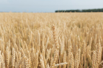 field with ears of yellow and ripe wheat ready for harvest. one big spike with grain in the foreground. Copy space for text. Agricultural concept