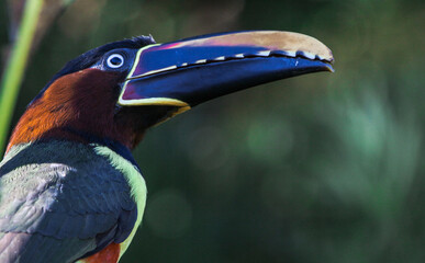 Chestnut-eared Aracari