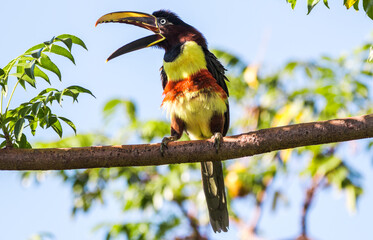 blue and yellow billed toucan