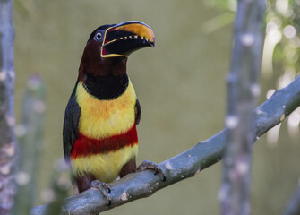 portrait of Chestnut-eared Aracari