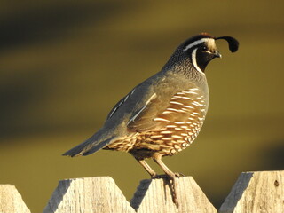 Quail Male