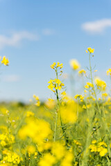 Obraz premium Rapsfeld