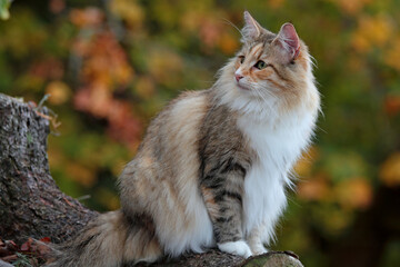 A beautiful norwegian forest cat female in autumnal scenery © puteli