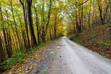 Gravel Road thru Scenic Autumn Forest