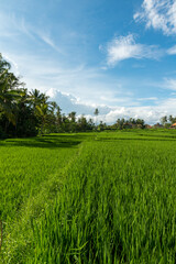Rice fields in Ubud