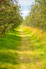 Obraz premium A photo of beautiful cherry trees with cherries in orchard, Czech republic