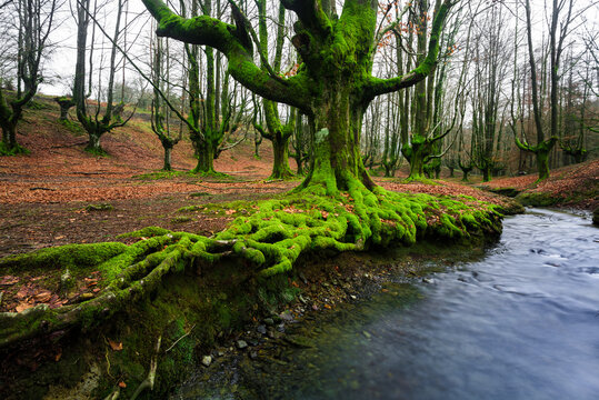 Tree on a riverbank with moss covered roots, Gorbea Natural Park, Alava, Spain