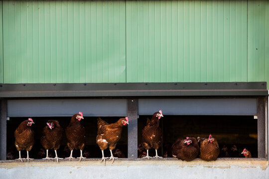 Free range chickens emerging from a hen house.