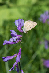 butterfly on flower