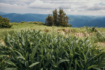 A plant in a field