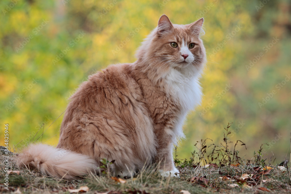 Wall mural A norwegian forest cat male with alert expression 