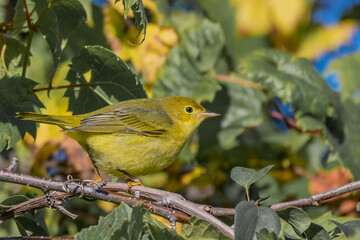wilson's warbler