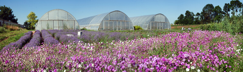 Panoramic view of lavender field and greenhouse with pink dried flowers in front