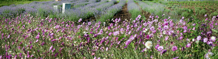 Panorama of lavender field and greenhouse with pink dried flowers in front