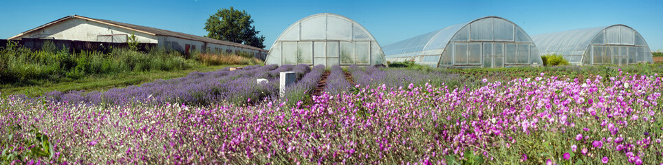 Panoramic view of lavender field rows and greenhouse with pink dried flowers in front