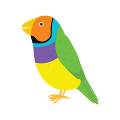 Amadina finch gouldian finch, erythrura gouldiae bird. Yellow beautiful exotic bird.