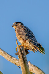 peregrine falcon