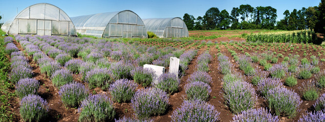panoramic top view of rows of blooming lavender field with greenhouses