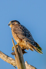 peregrine falcon