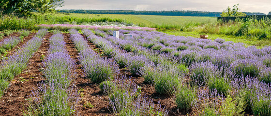 Rows of blooming lavender bushes in a garden plantations