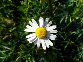 Obraz premium white daisy flower
