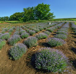 Rows of lavender bushes in a garden, top view