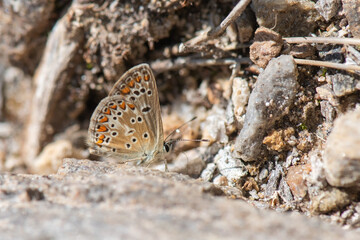 butterfly on the ground