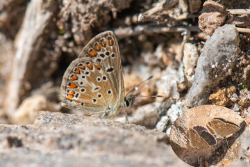 butterfly on the ground