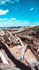 Driftwood on Lake Superior