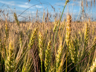 Rye ears in the field.