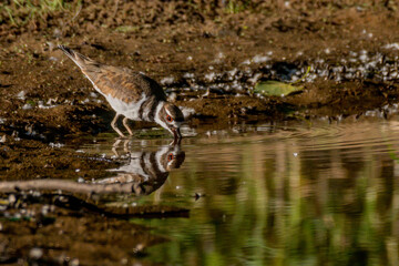 kildeer