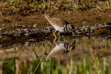 Fototapeta premium kildeer