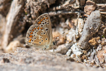 butterfly on the ground