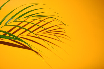 shadow from palm tree branch on a yellow background. High quality photo