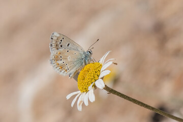 Lycaenidae / Çokgözlü Turkuvaz Mavisi / / Polyommatus dorylas