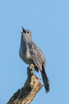 Grey Catbird