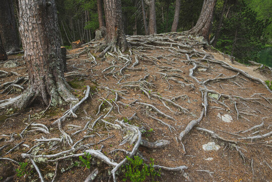 Switzerland, Bravuogn, Palpuognasee, Pine trees and roots in forest