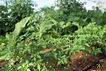 Fototapeta premium tomato plants growing in a greenhouse