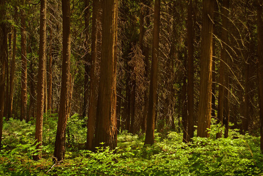 USA, Michigan, Trees in forest