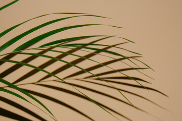 shadow from palm tree branch on a beige background. High quality photo