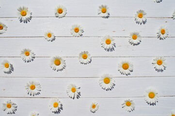 daisies on white wood background