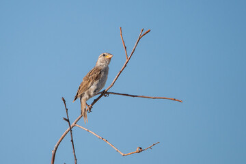 Fototapeta premium bird of prey