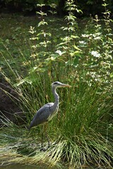 czapla nad stawem
