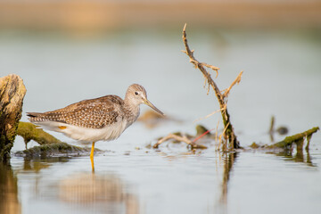 greater yellowlegs