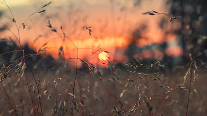 sonnenuntergang sunset grasses